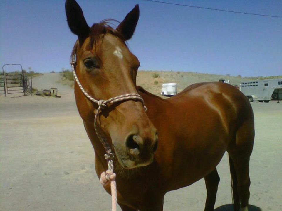 horse_3