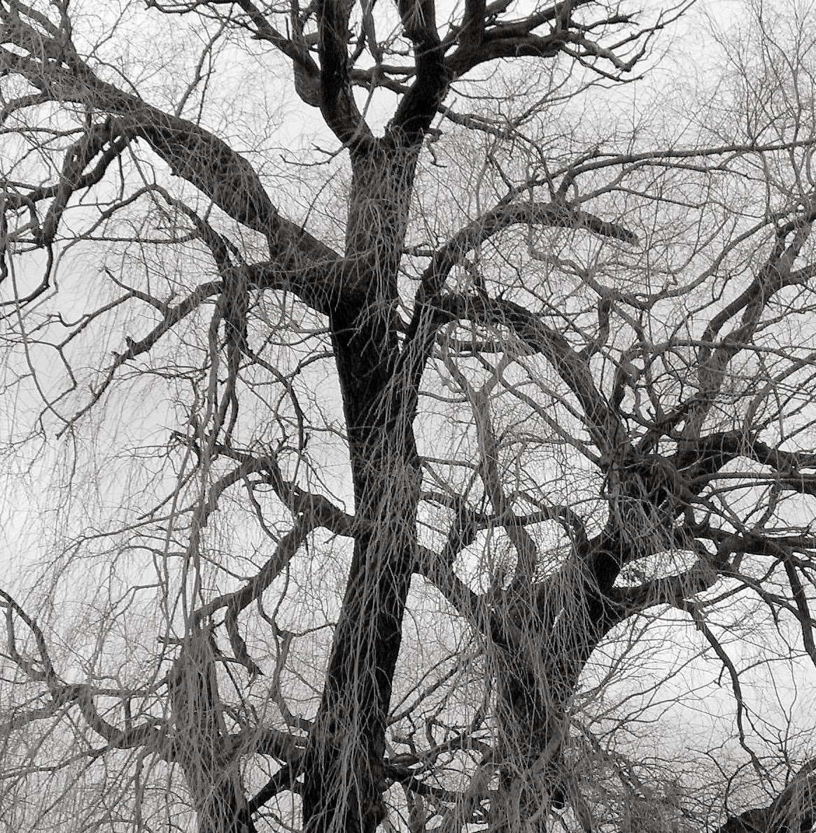 bw-gp-tree